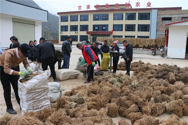 舞產(chǎn)業(yè)龍頭助脫貧攻堅--甘肅文縣任和農(nóng)副產(chǎn)品發(fā)展剪影